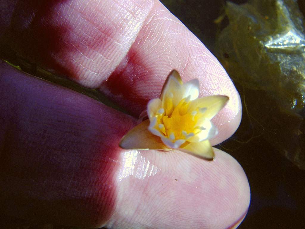 Nymphaea minuta Sep 29 05 Image013-1
